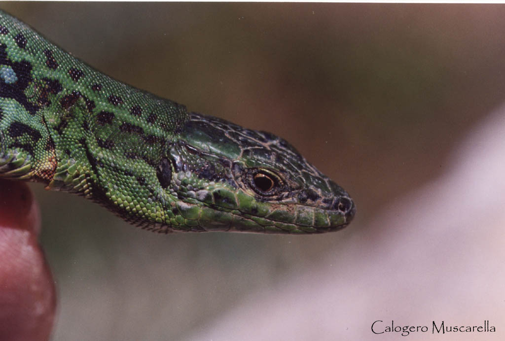 Podarcis siculus - Podarcis Wagleriana